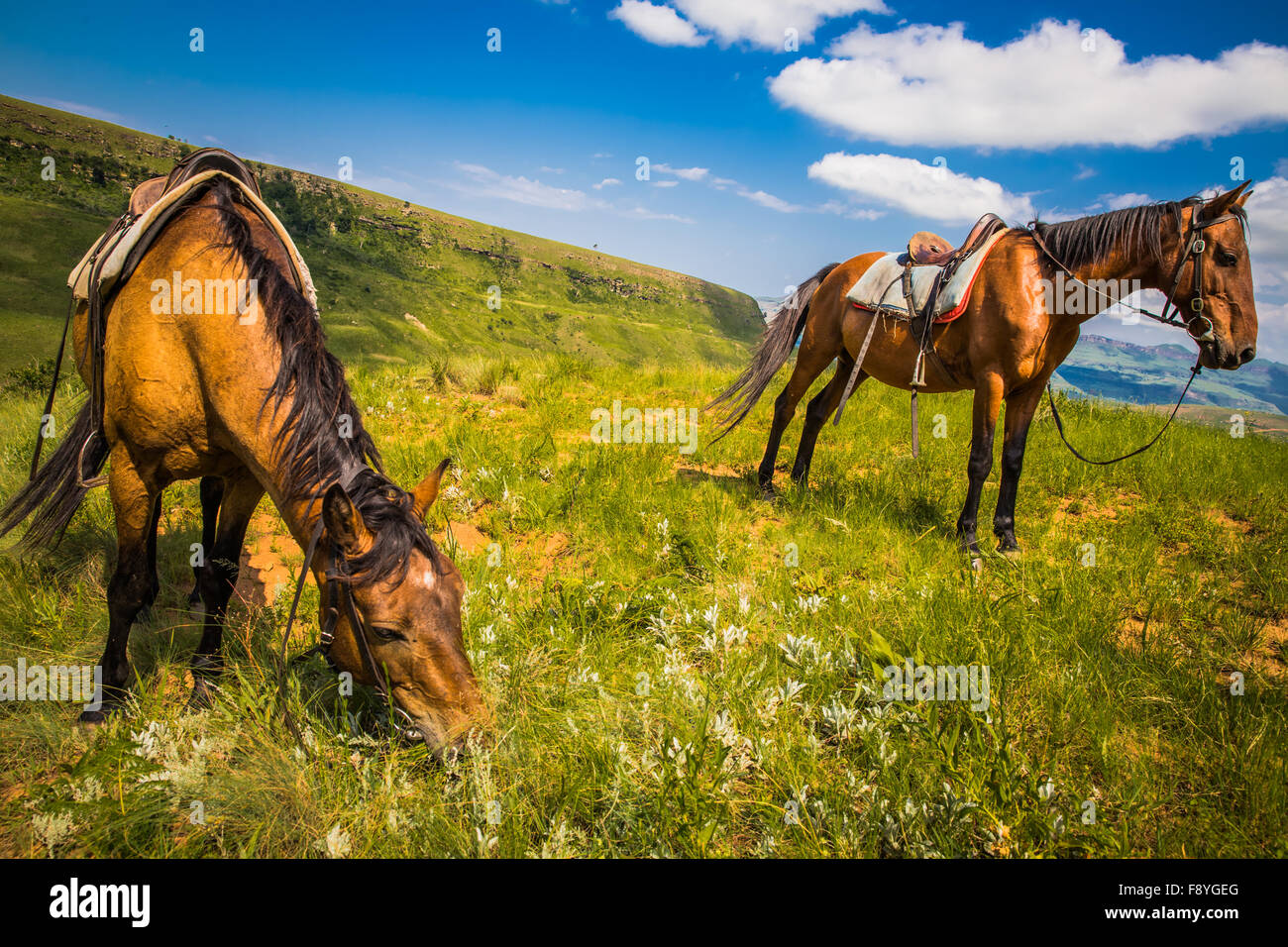 Panoramic view of the Drakensberg National Park in Kwazulu Natal Stock ...