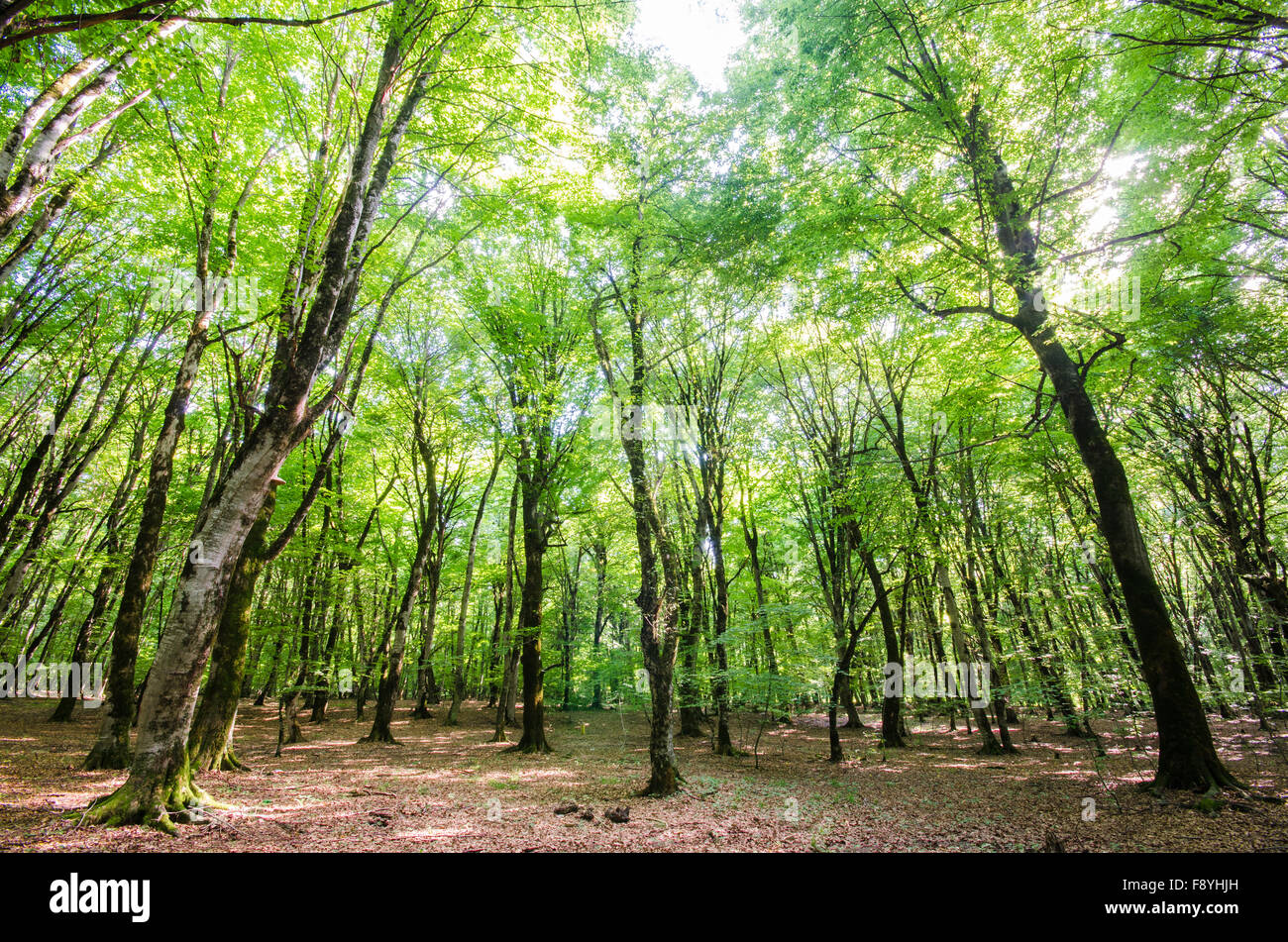 Green forest during bright summer day Stock Photo - Alamy