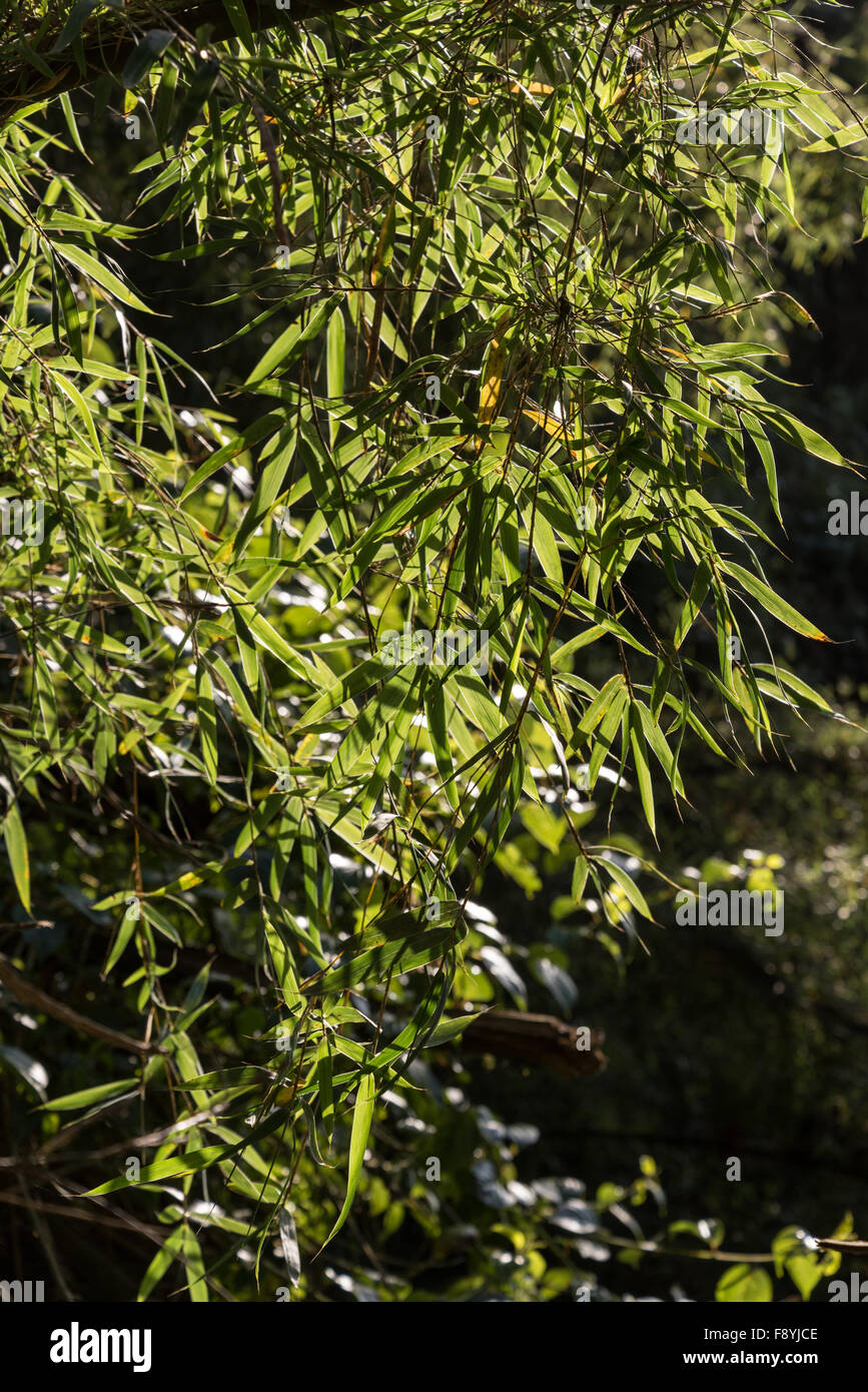 Leaves of Highland Bamboo in the Harenna Forest near Rira, Ethiopia. Stock Photo