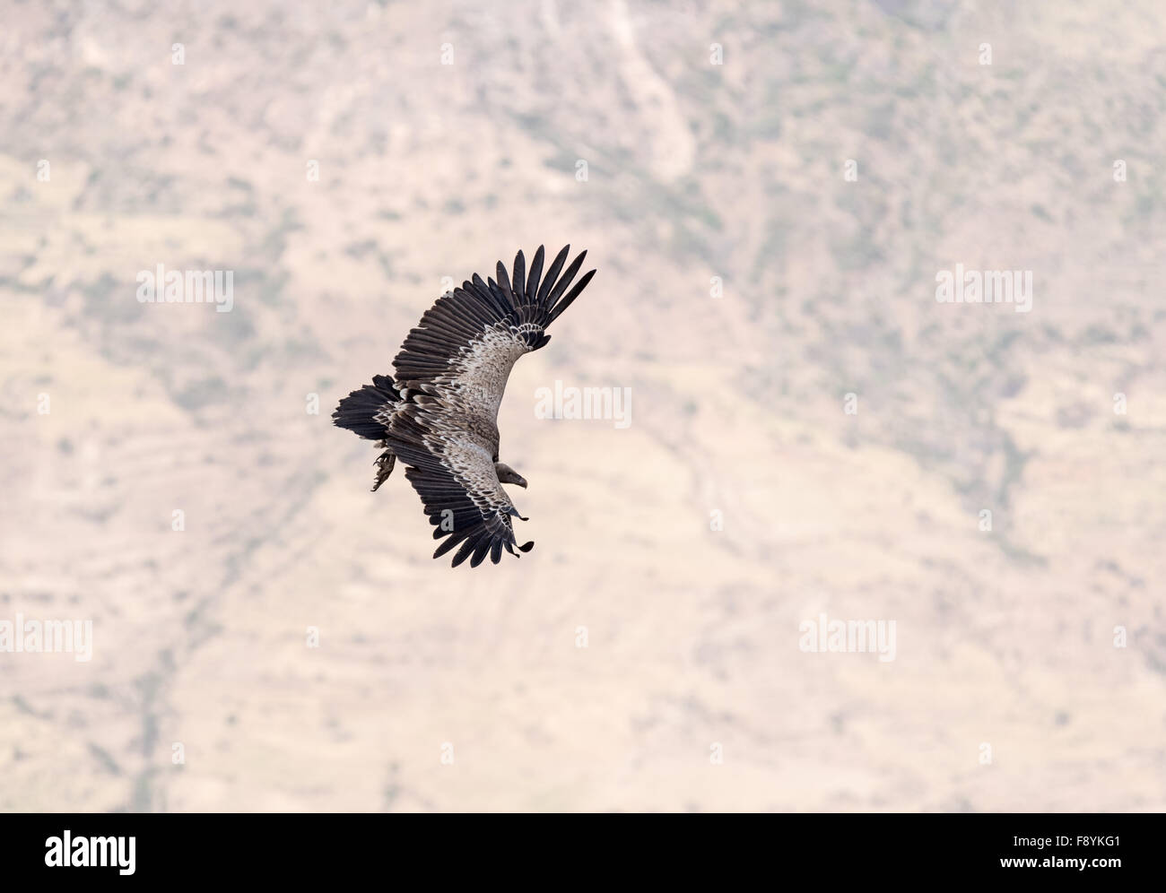 A upper side of a Ruppell's Griffin Vulture against the backdrop of the Jemma Valley below the bird Stock Photo