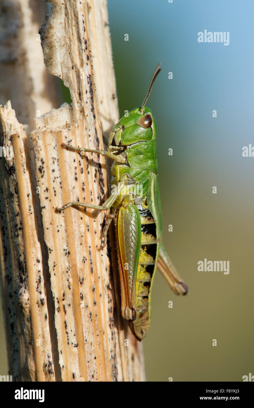 Grasshopper (Omocestus Viridulus) Stock Photo