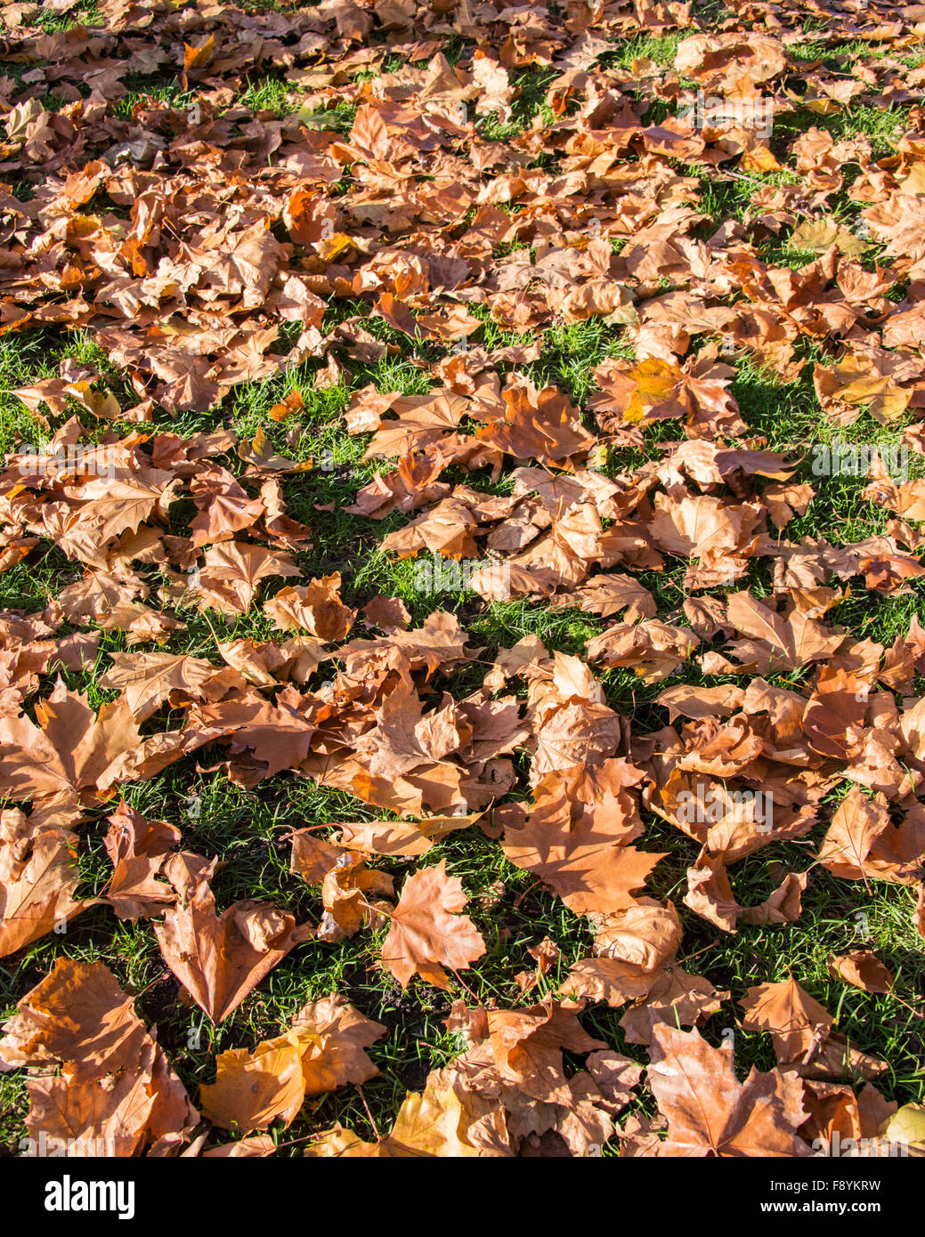 Fall autumn season in the forest Stock Photo - Alamy