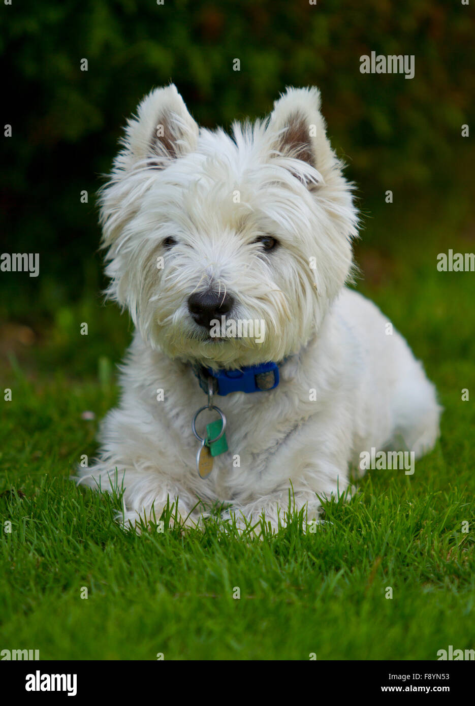 Jake the west highland white terrier posing in garden Stock Photo