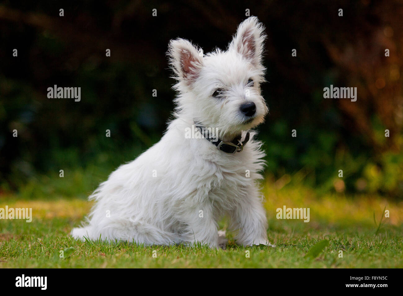 Page 2 - West Highland Terrier High Resolution Stock Photography and Images  - Alamy