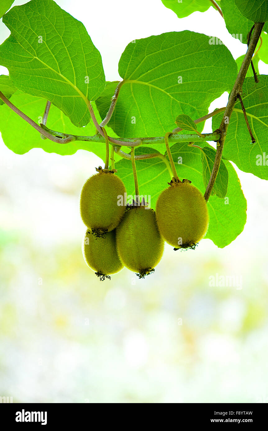 Big cluster of kiwi fruit on the tree Stock Photo