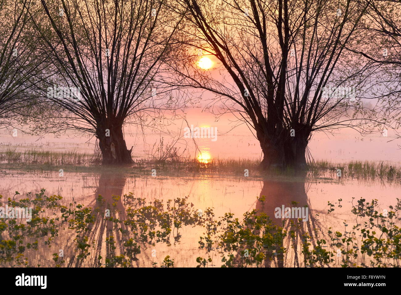 Sunrise at Biebrzanski National Park, Podlasie region, Poland Stock Photo