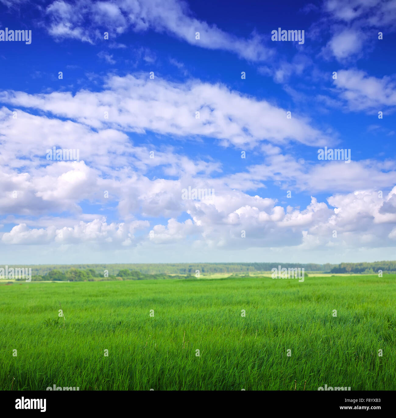 Summer landscape with green meadow under cloudy sky Stock Photo - Alamy