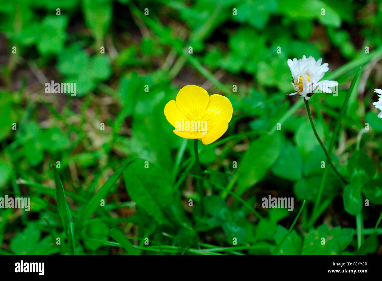 BUTTERCUP NEXT TO A DAISY Stock Photo