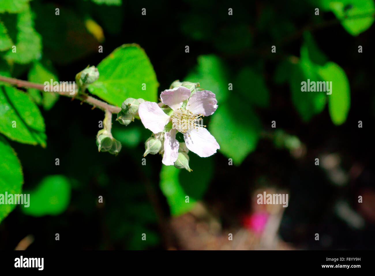 Folic acid and flower hires stock photography and images Alamy