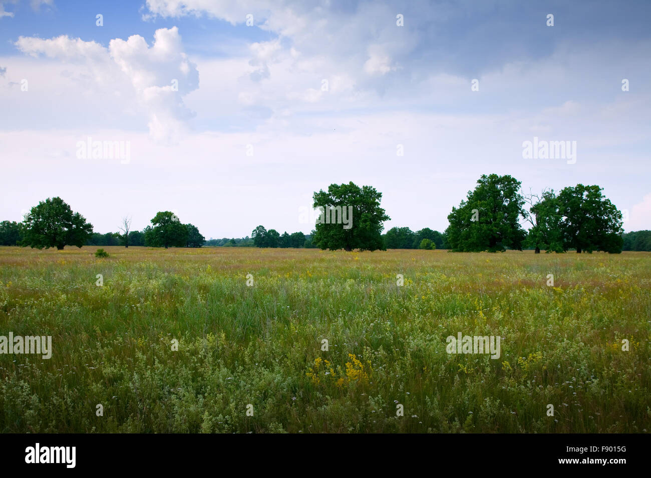 Summer landscape with green meadow under cloudy sky Stock Photo - Alamy