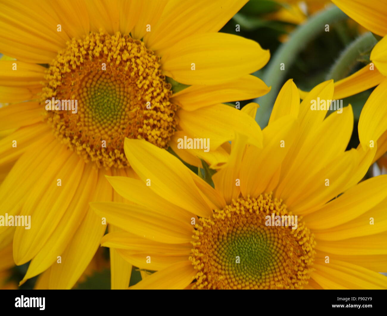 Sunflowers in the field Stock Photo - Alamy