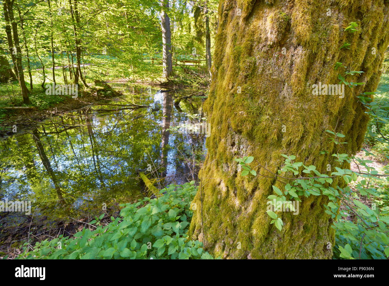 Bialowieza Forest at spring time, Poland Stock Photo