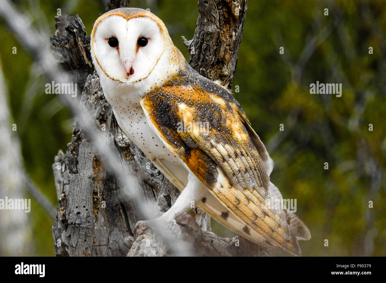 A Barn Owl Sits On A Branch Of A Dead Tree In The Desert Of Stock