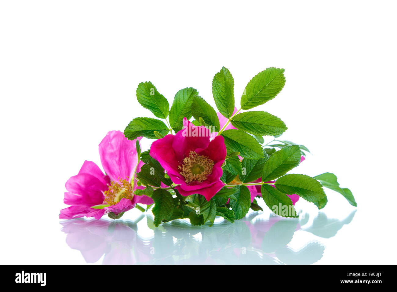 Cultured Rose High Resolution Stock Photography and Images - Alamy
