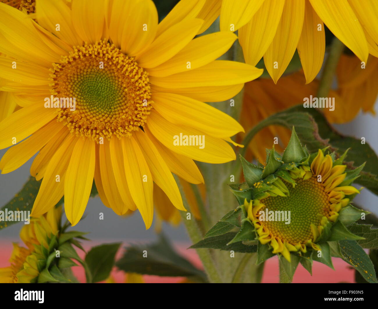 Sunflowers in the field Stock Photo - Alamy