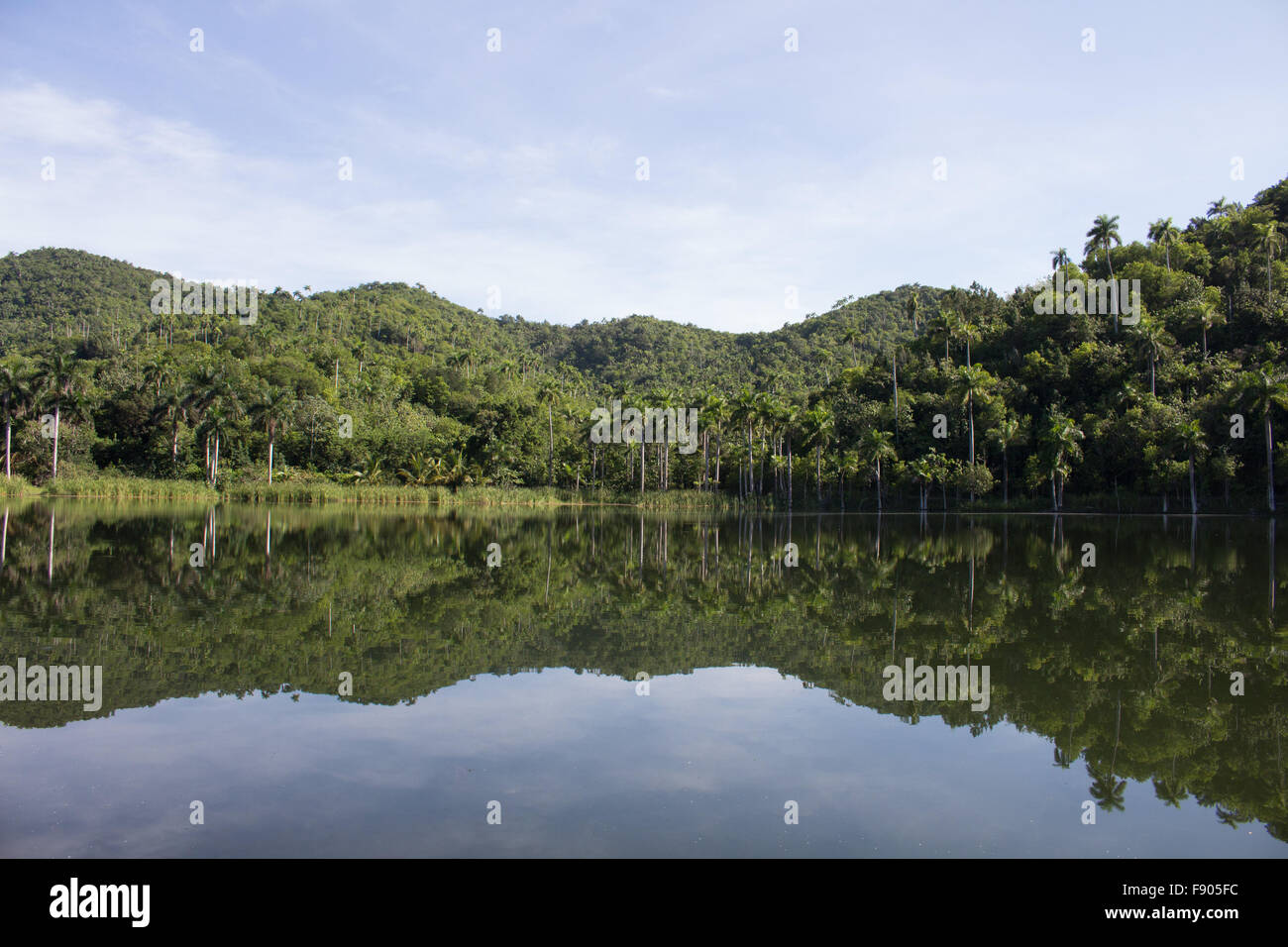 The forest is mirroring itself in the lake Stock Photo - Alamy