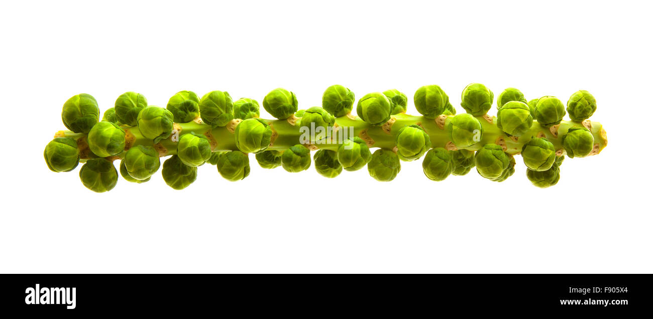 Fresh organic brussels sprout tree isolated on white Stock Photo