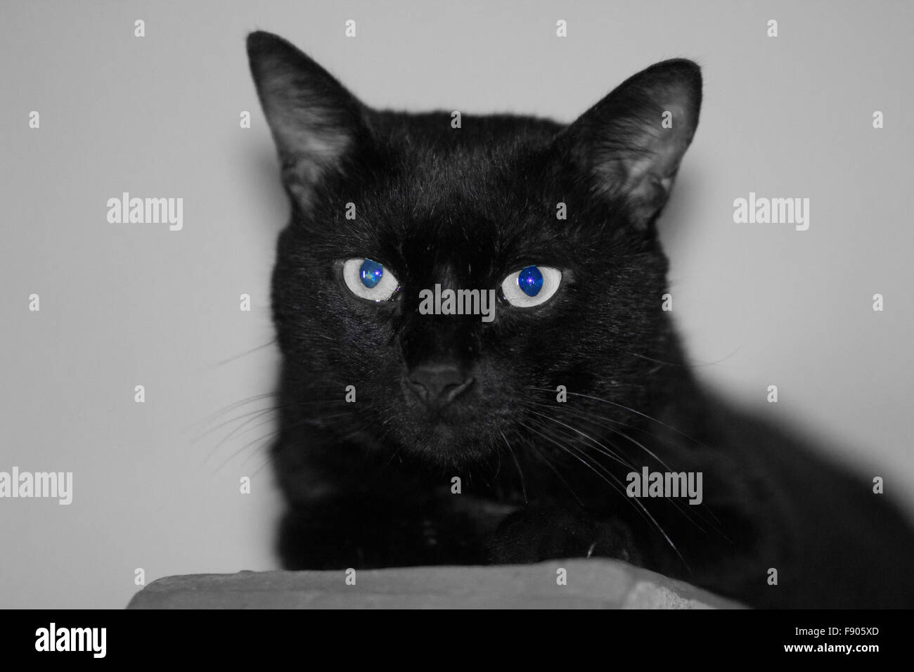 all black cat with blue eyes