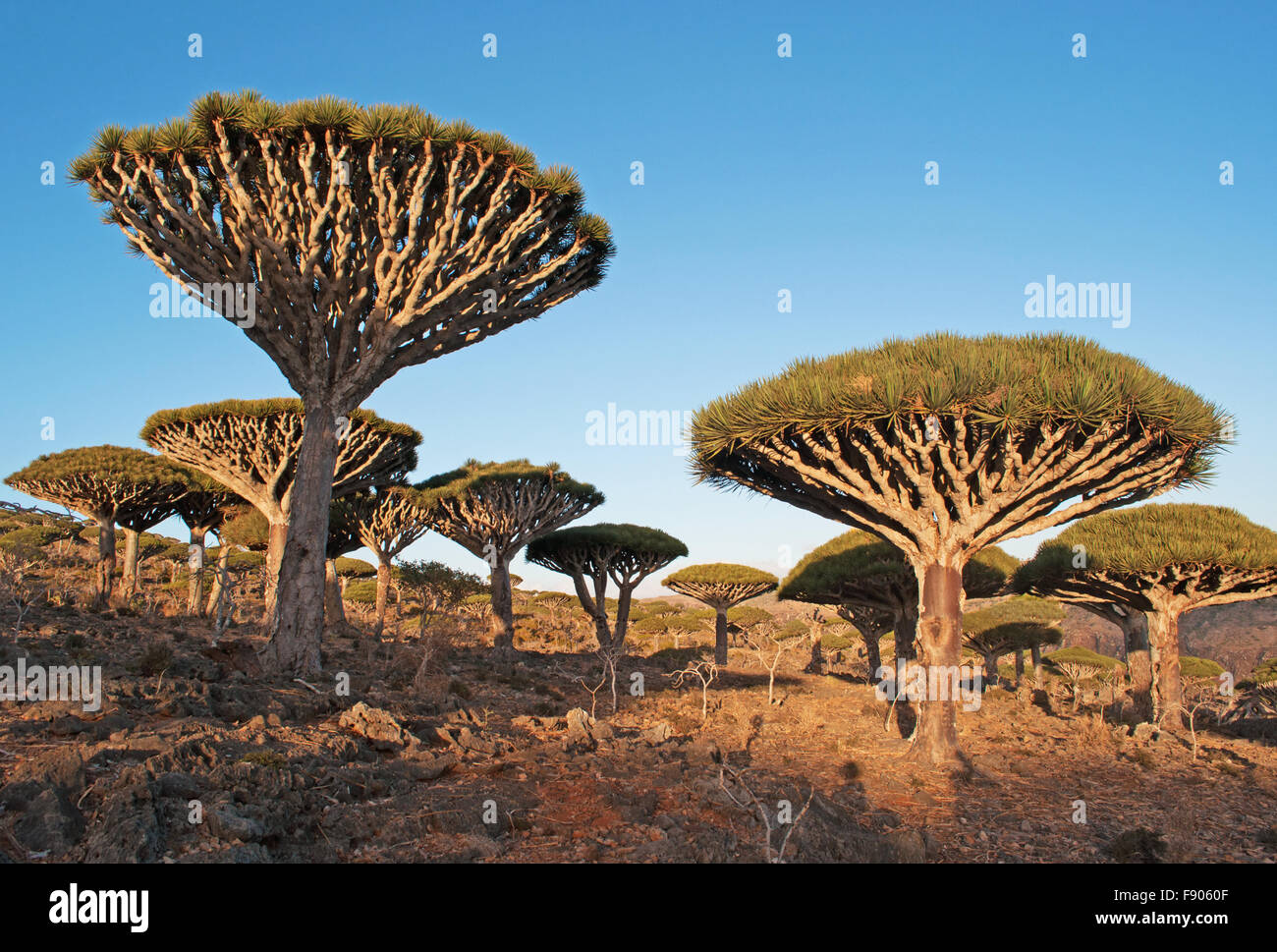 Yemen, Middle East: red rocks and Dragon Blood trees forest at sunset in the protected area of Dixam Plateau in the island of Socotra, biodiversity Stock Photo