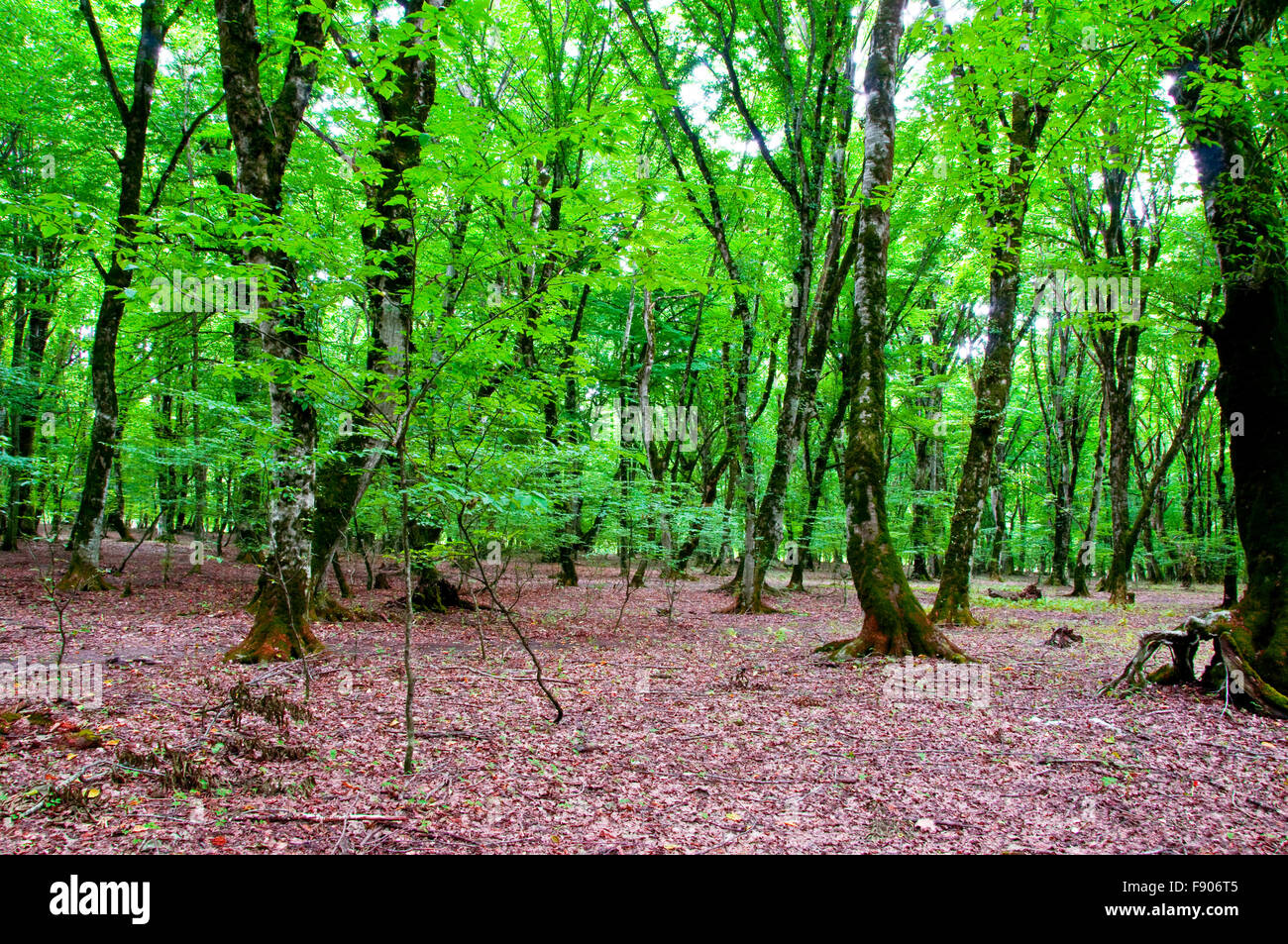 Nature concept - Green forest during bright summer day Stock Photo - Alamy