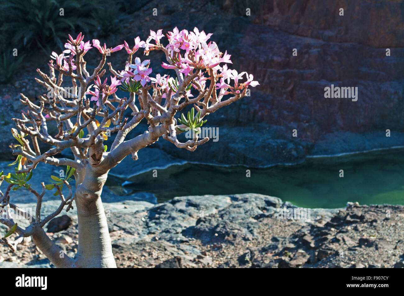 Yemen, Middle East: a flowering Bottle tree at dawn in the area of the wadi of Dirhur, a nature reserve in the highlands of the island of Socotra Stock Photo