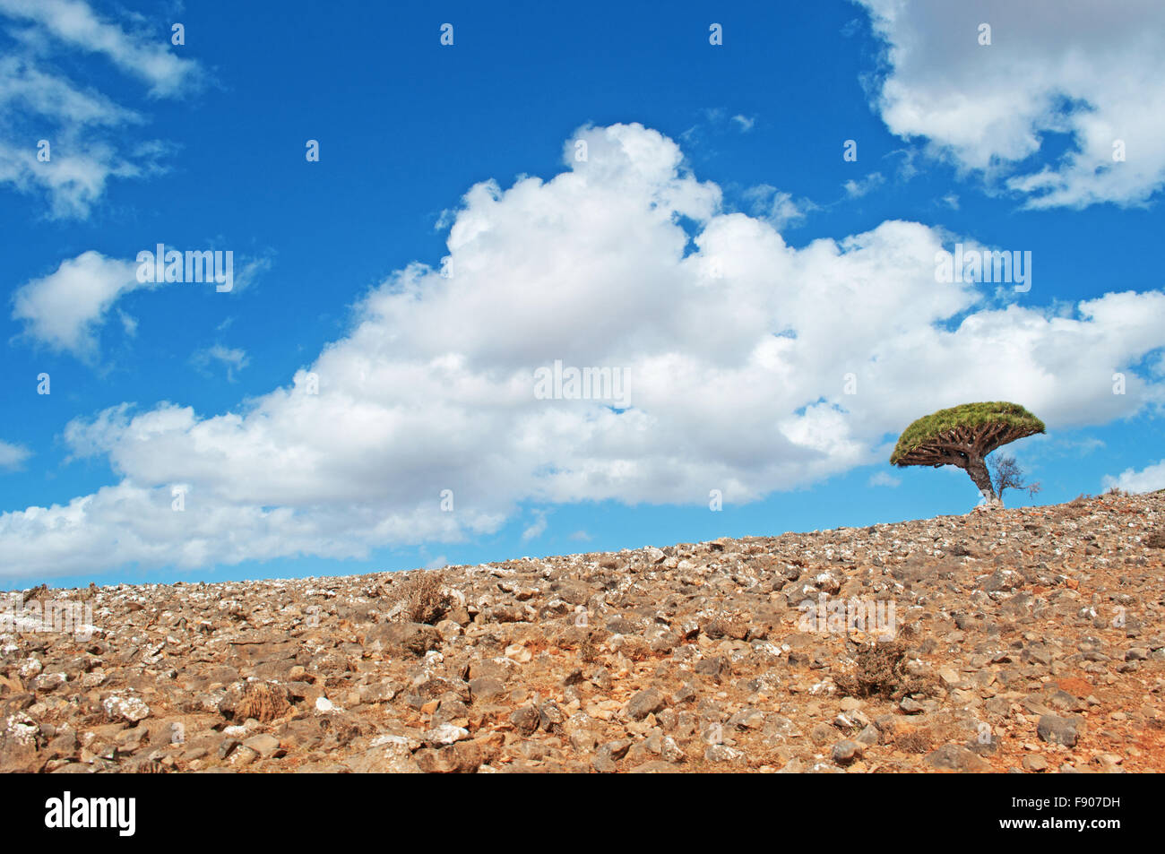 Yemen, Middle East: red rocks, desert and a lonely Dragon Blood tree in the protected area of Dixam Plateau in the island of Socotra, biodiversity Stock Photo