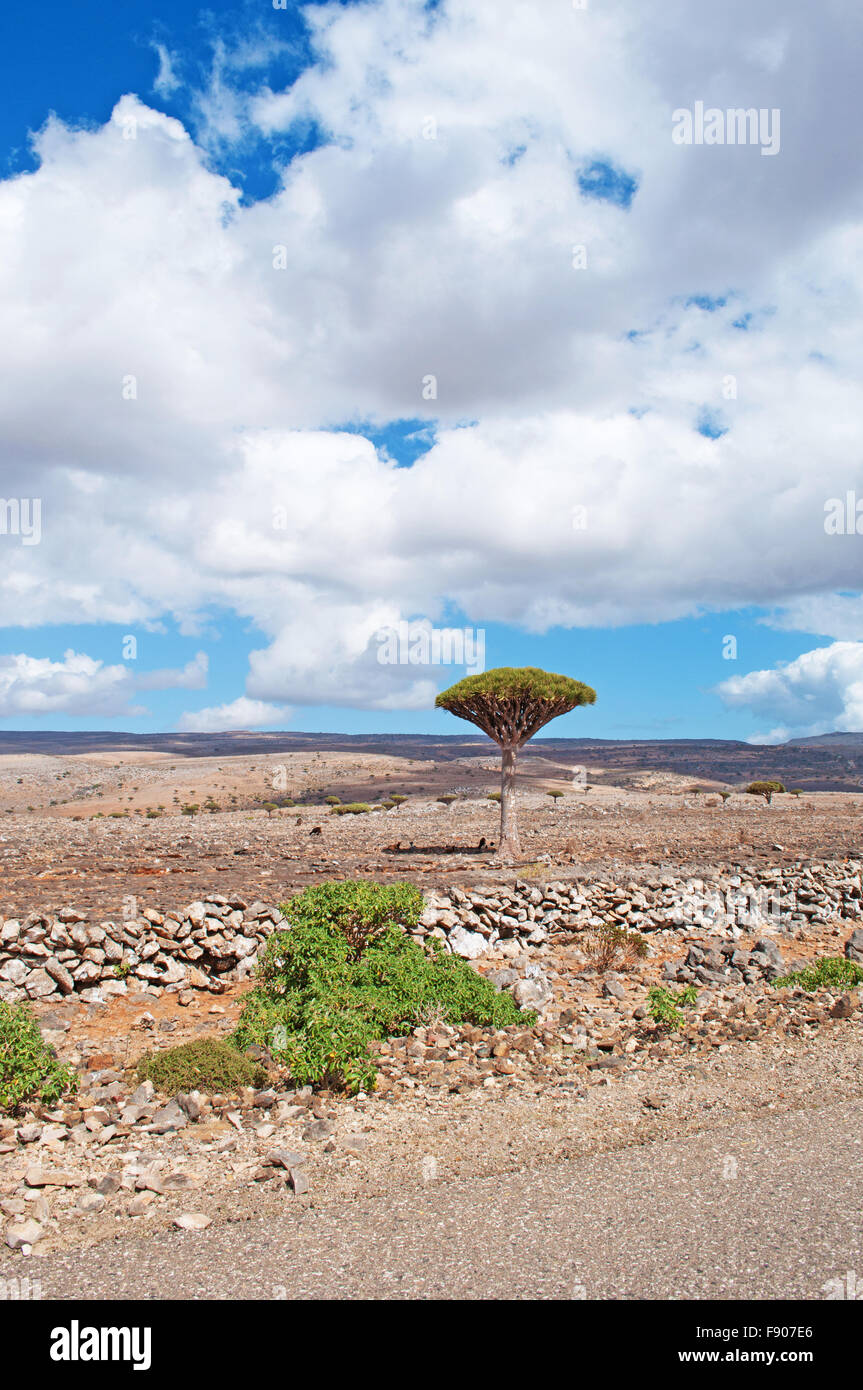 Yemen, Middle East: red rocks, desert and a lonely Dragon Blood tree in the protected area of Dixam Plateau in the island of Socotra, biodiversity Stock Photo
