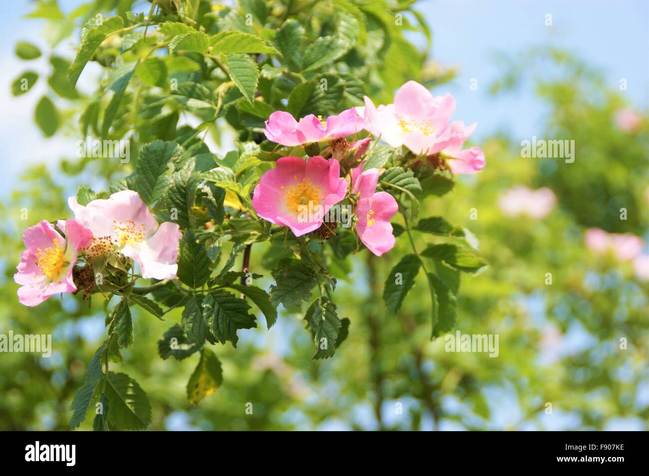 wild pink roses Stock Photo - Alamy