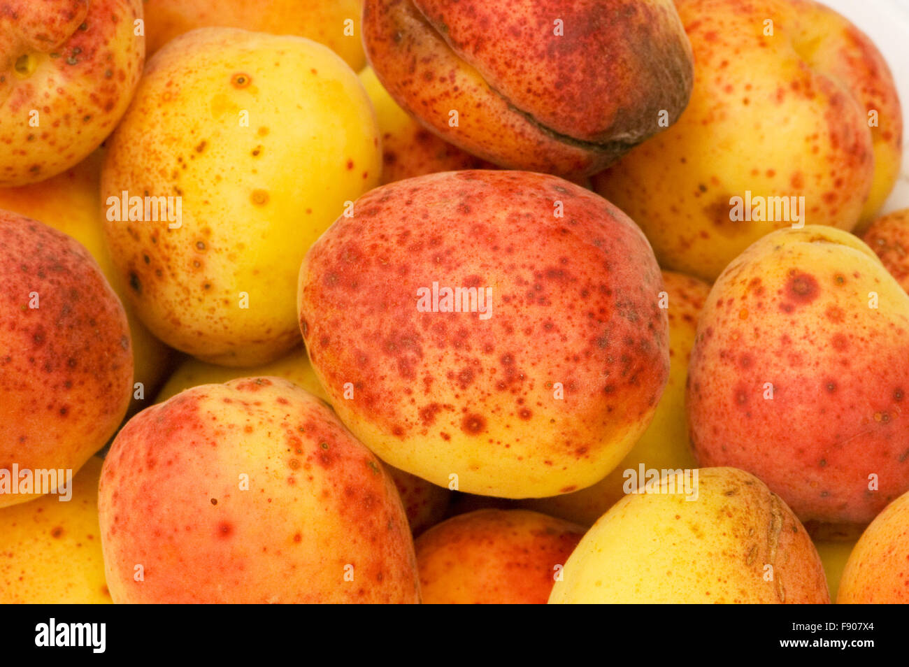 Many colourful red apricots at the backhround Stock Photo Alamy
