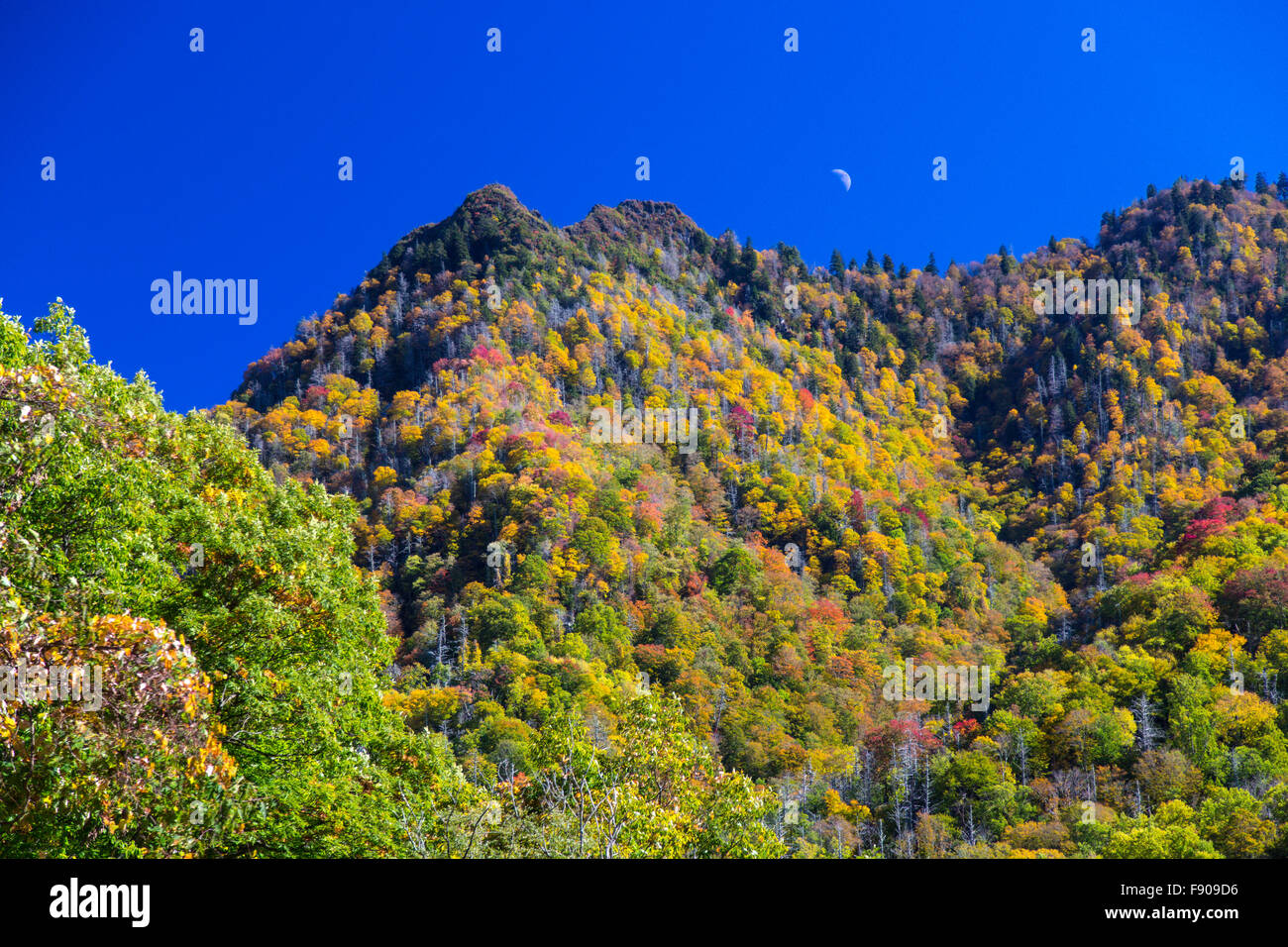 Fall foliage on mountrain in Great Smoky Mountains National Park Tennessee Stock Photo