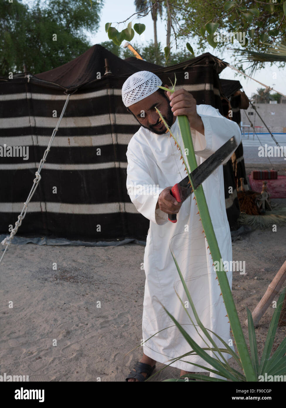 Arab Man Tree Arabian man in front of Bedouin tent in Dubai heritage area sawing of ...