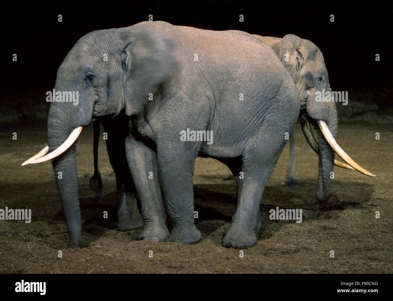 A 'two-headed' African elephant is captured at night in this eye-catching humorous photograph taken from The Ark, a popular safari lodge with viewing decks overlooking a watering hole that attracts all types of wild game in Aberdare National Park in Kenya, East Africa. Poaching for the animals' valuable ivory tusks is estimated to result in the slaughter of 100 elephants a day across Africa, where some conservationists believe the total population has been decimated to as few as 250,000 elephants. Stock Photo