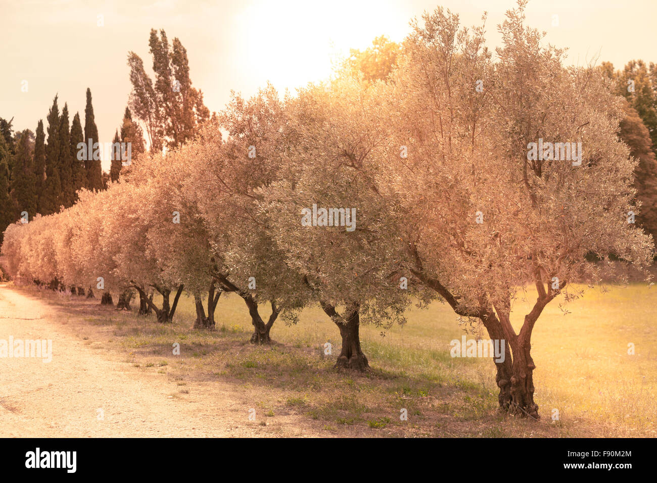 Olives alley in Provence, France. Horizontal filtered shot Stock Photo