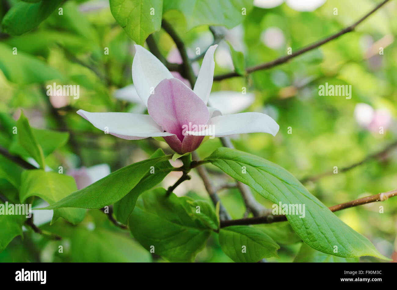 Magnolia spring flowers Stock Photo - Alamy