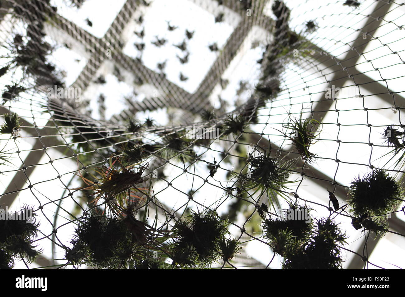 Hang plants hi-res stock photography and images - Alamy