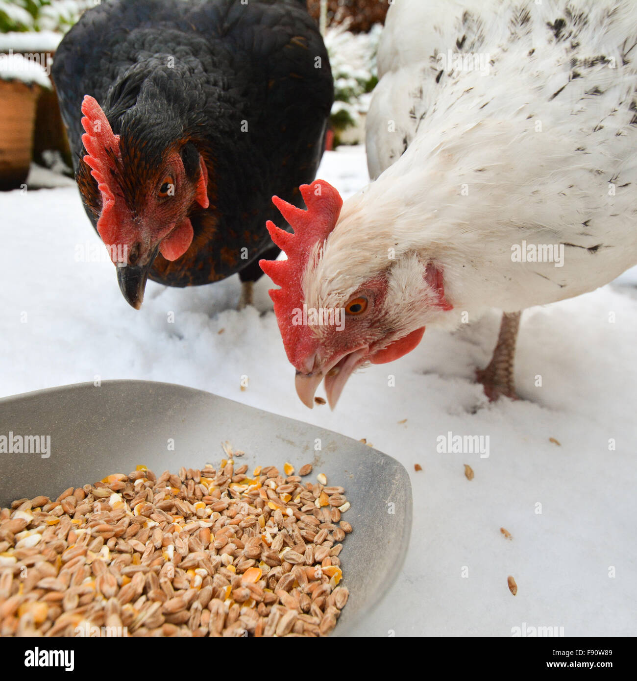chickens in the winter snow Stock Photo Alamy
