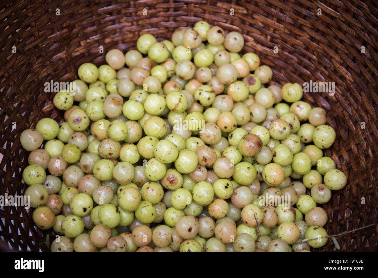 Indian gooseberry fruit hires stock photography and images Alamy