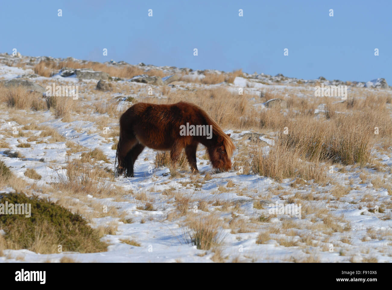 Dartmoor pony in the winter, Dartmoor National Park, Devon Stock Photo