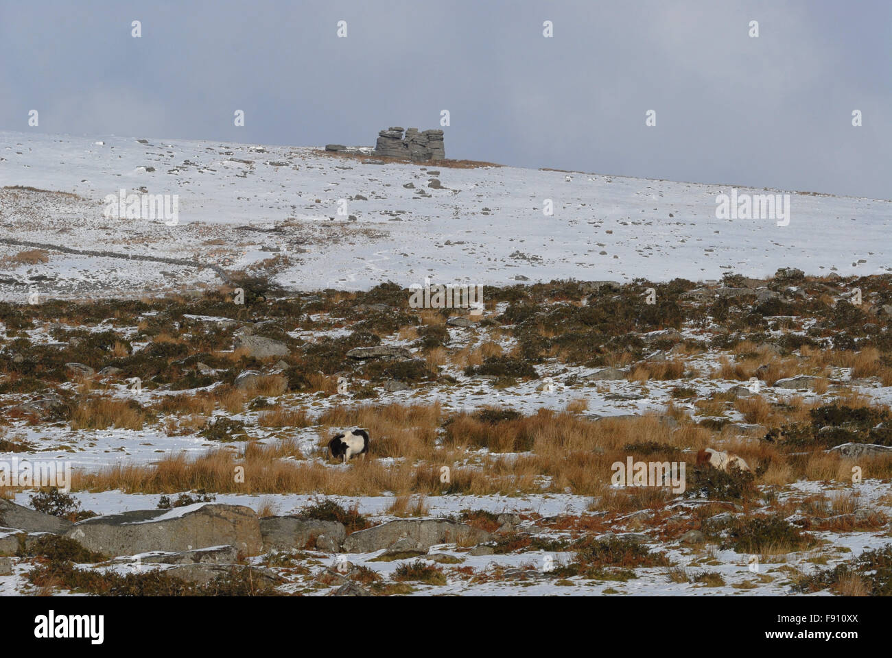 Winter landscape in Dartmoor National Park, with Dartmoor ponies in the foreground and a granite tor on the horizon, Devon, UK Stock Photo