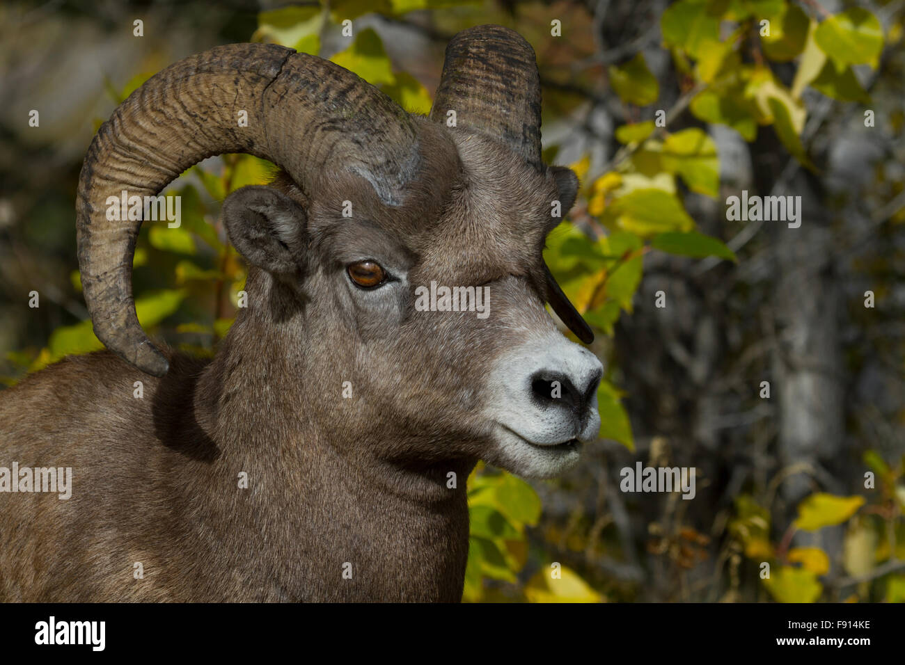 Bighorn sheep ram stands alert against intrusion.  Location is slope on Maligne Lake Road at Medicine Lake. Stock Photo