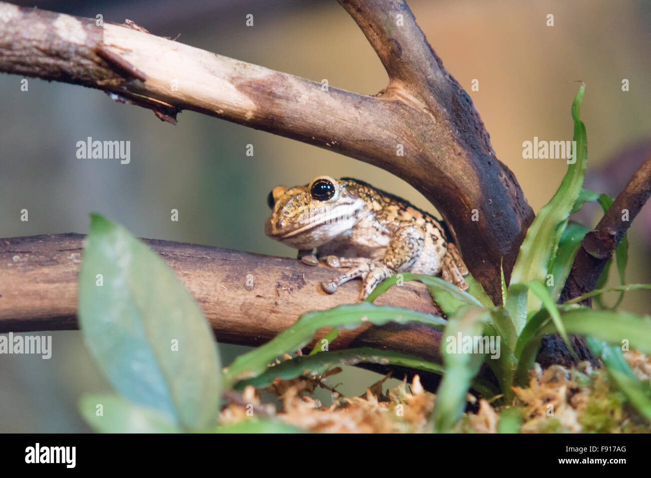 Beautiful tree frog hi-res stock photography and images - Alamy