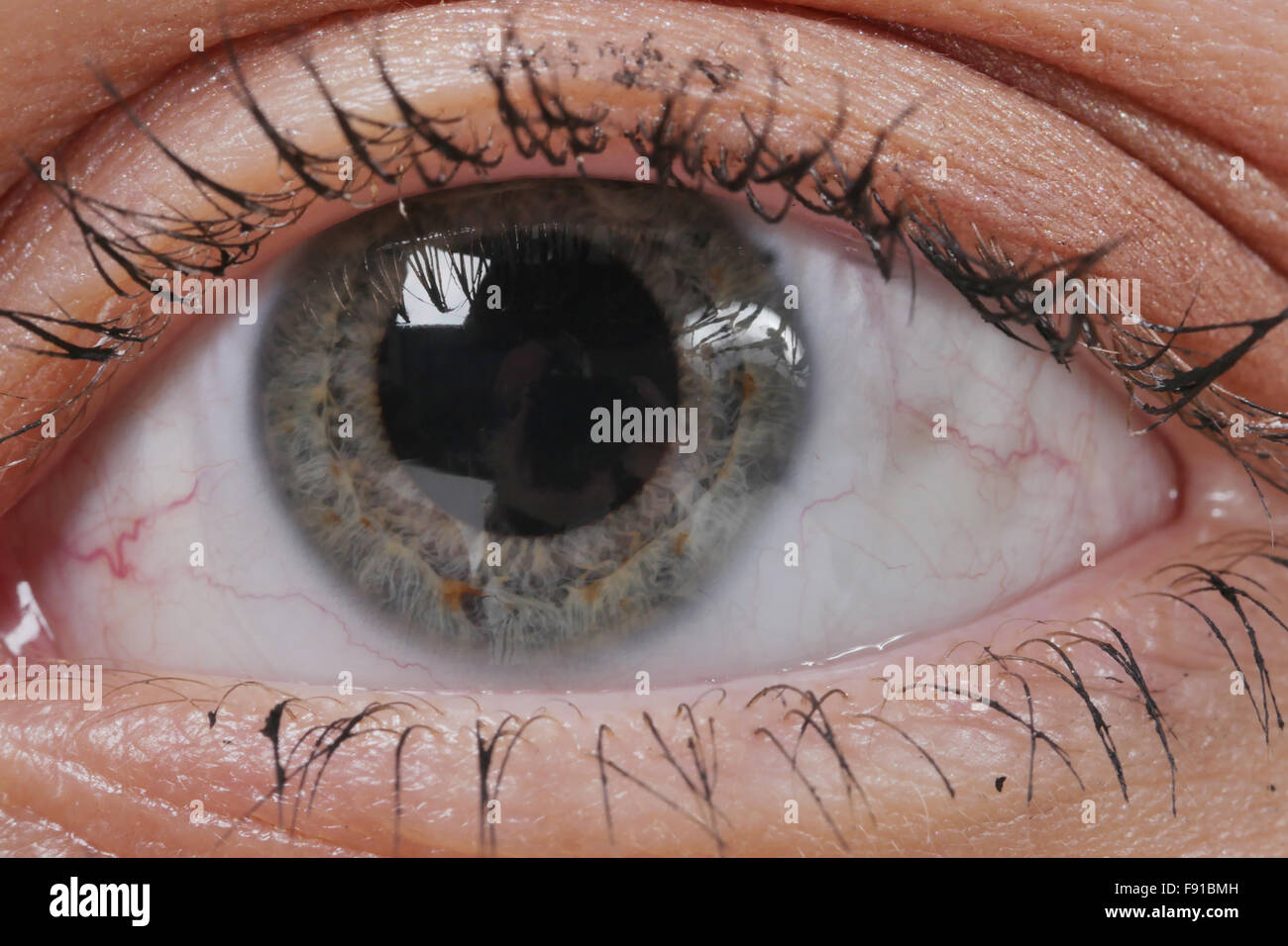 a eye macro. Woman eye. Macro image of human eye Stock Photo - Alamy