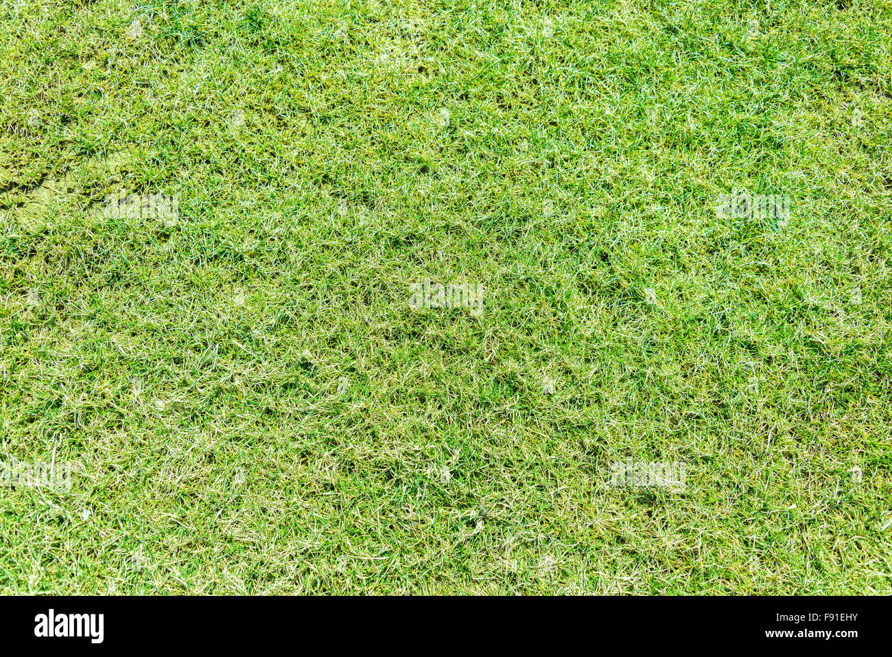 Close up of green grass for your background Stock Photo - Alamy
