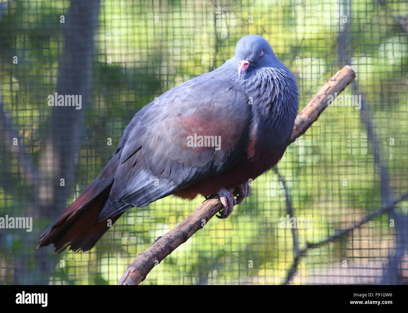 New Caledonian Imperial-pigeon (Ducula goliath) Stock Photo