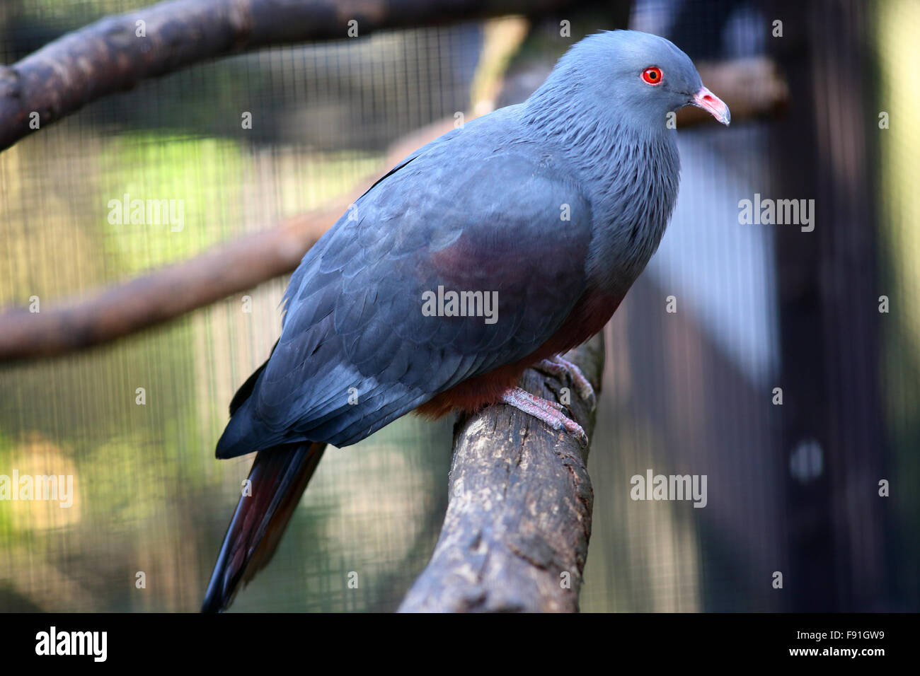 New Caledonian Imperial-pigeon (Ducula goliath) Stock Photo