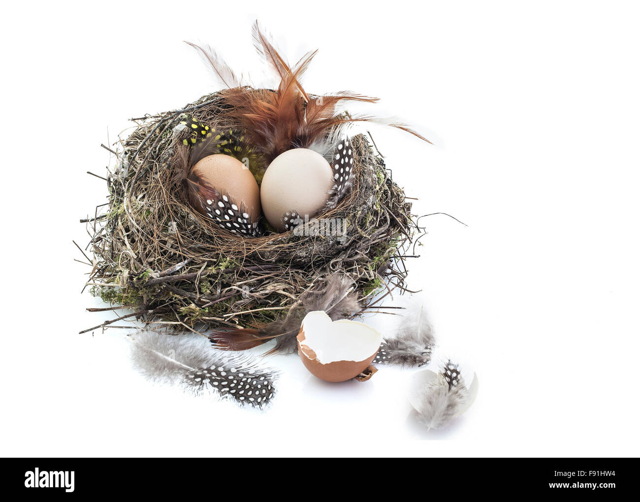 Bird nest with eggs on white background Stock Photo