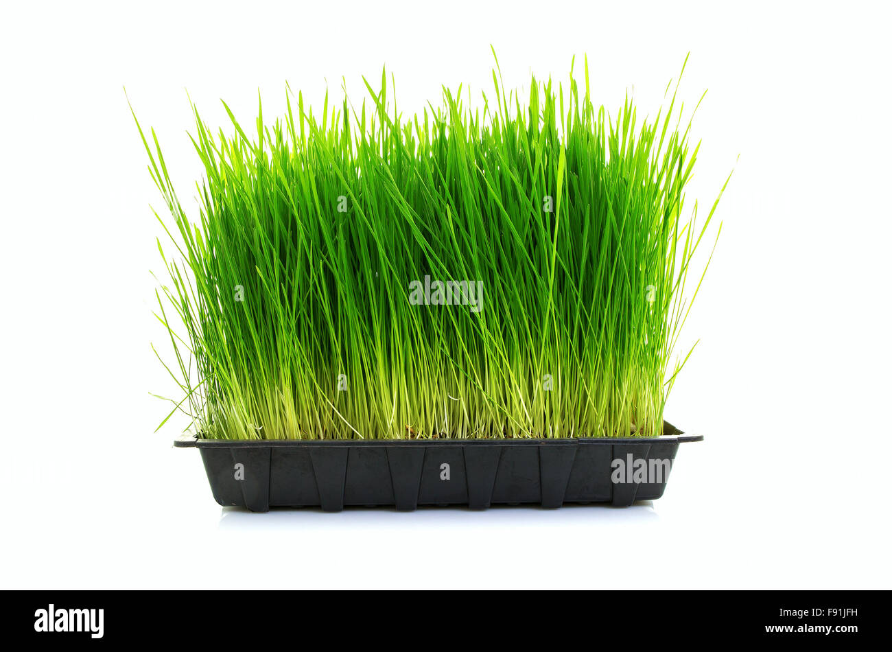 Nutritious Tray Of Homegrown Wheatgrass on a white background Stock Photo