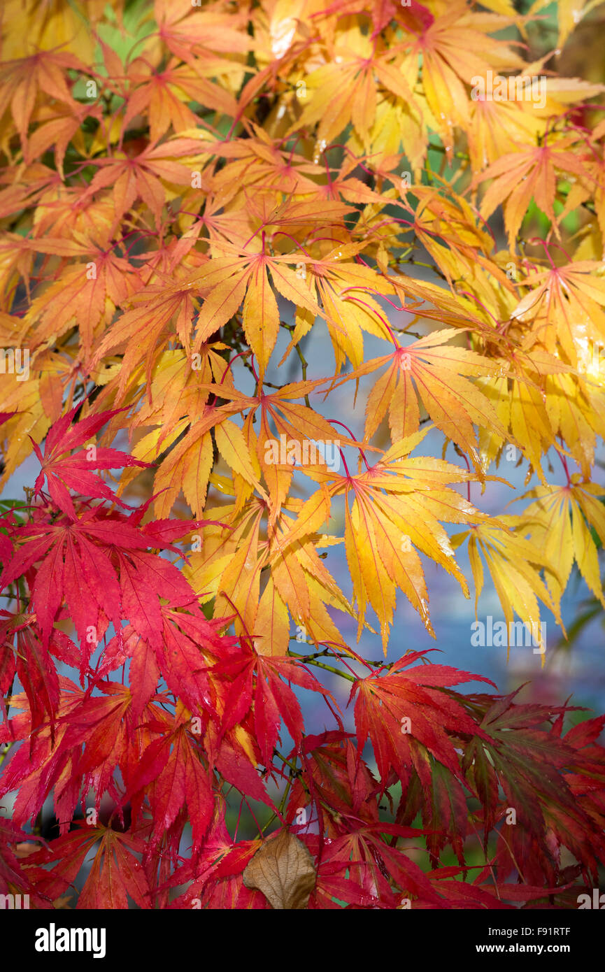 Acer Palmatum ‘Elegans’. Japanese Maple in autumn Stock Photo Alamy