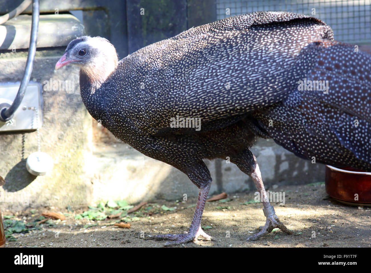 Crested argus (Rheinardia ocellata) in Vietnam Stock Photo