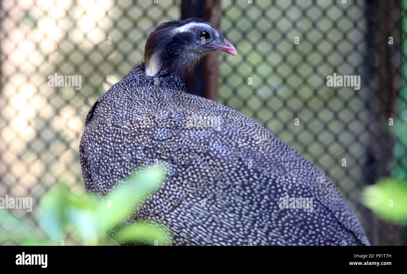 Crested argus (Rheinardia ocellata) in Vietnam Stock Photo